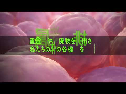Hi Fresh (ハイフレッシュ動画)