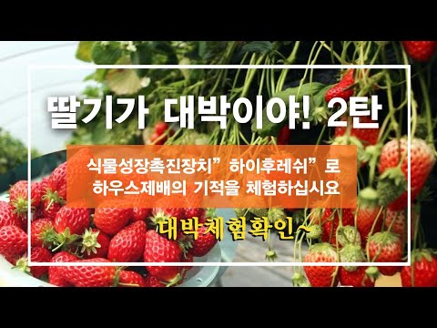 딸기가 대박이야 2 - 전북 남원 주생면