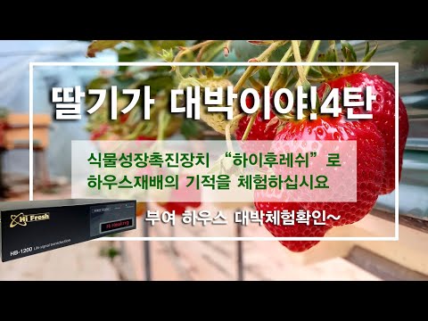 딸기가 대박이야 4 - 부여 동빈네 딸기농장 ..