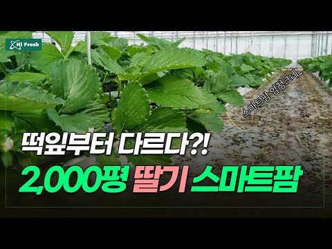 딸기 스마트팜 (전북 부안)