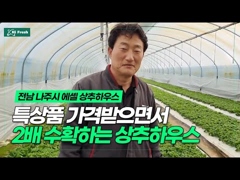 전남 나주 상추농장