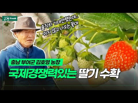 부여 구룡면 딸기농장