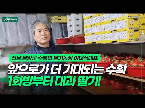 전남 담양 딸기농장