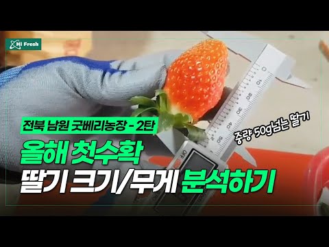 전북 남원 주생면 굿베리 딸기농장 2편