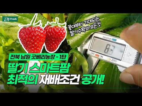 전북 남원 굿베리딸기농장
